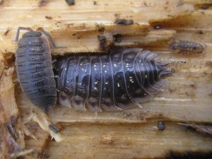 Bookworm Insect Real Exploring the Intricate Life of the Book Worm Insect
