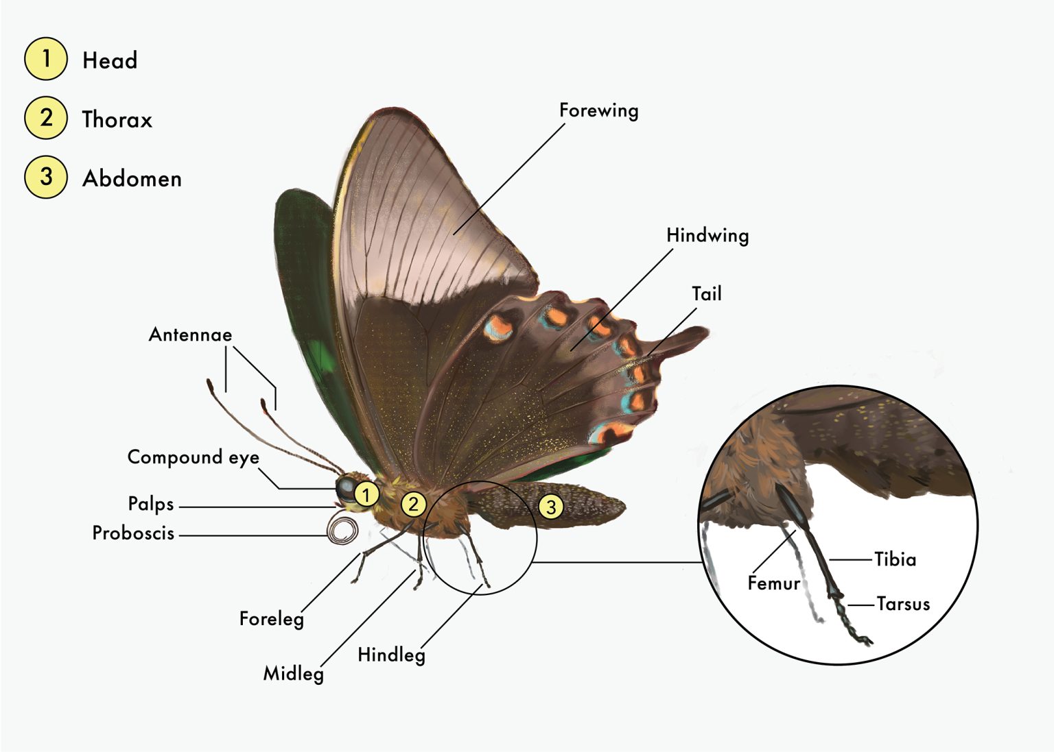The intricate details exploring the parts of a butterfly