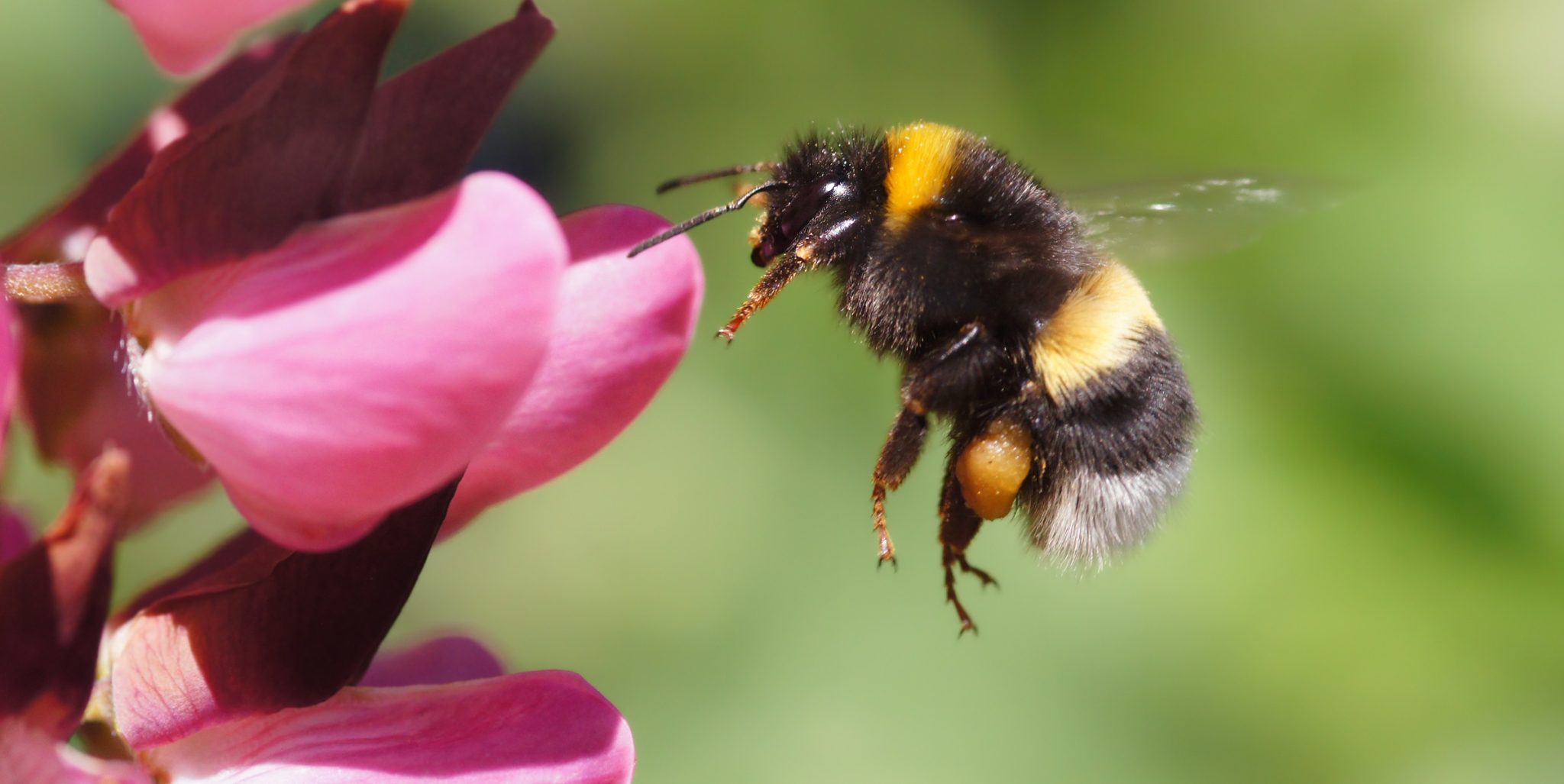 Bumblebee insect description species life cycle facts